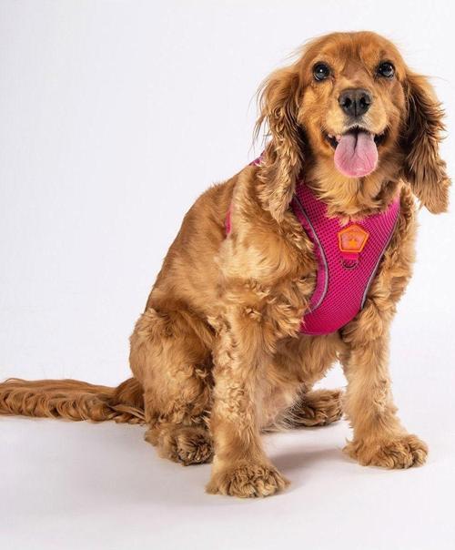 Fuşya Air-mesh Göğüs Tasması Kedi Köpek Göğüs Tasması S