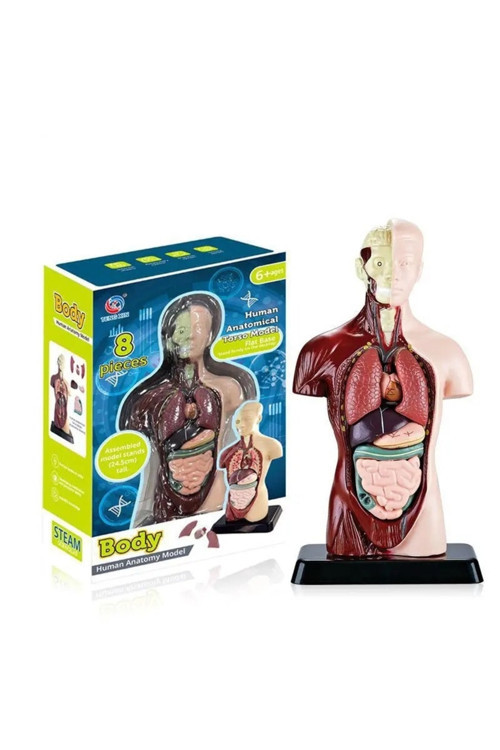 İnsan Anatomisi Modeli 24,5 cm Torso Model Yapboz Mankeni Çocuklar İçin Öğrenim Organları