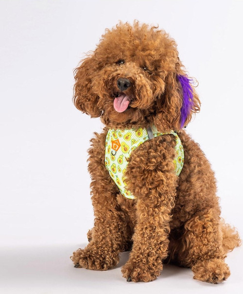 Avocado Air-mesh Göğüs Tasması Kedi Köpek Göğüs Tasması 3 XSmall