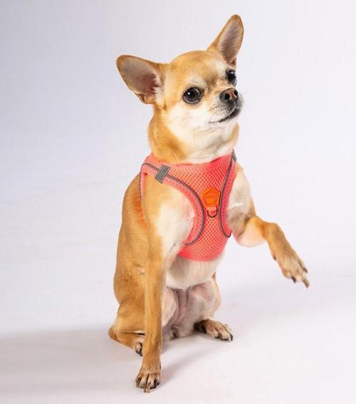 Neon Pembe Air-mesh Göğüs Tasması Kedi Köpek Göğüs Tasması L