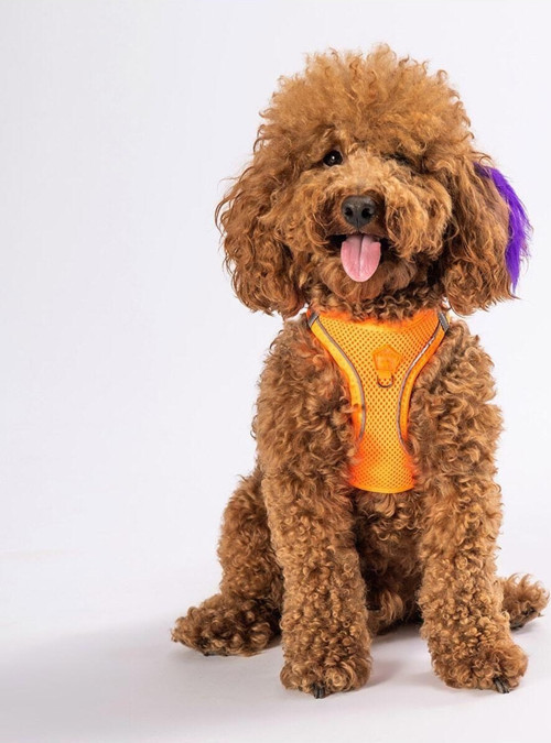 Neon Turuncu Air-mesh Göğüs Tasması Kedi Köpek Göğüs Tasması 3XS