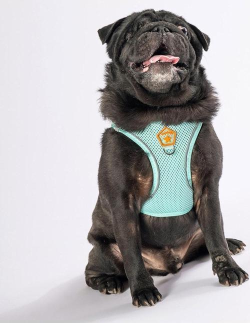 Mint Air-mesh Göğüs Tasması Kedi Köpek Göğüs Tasması S