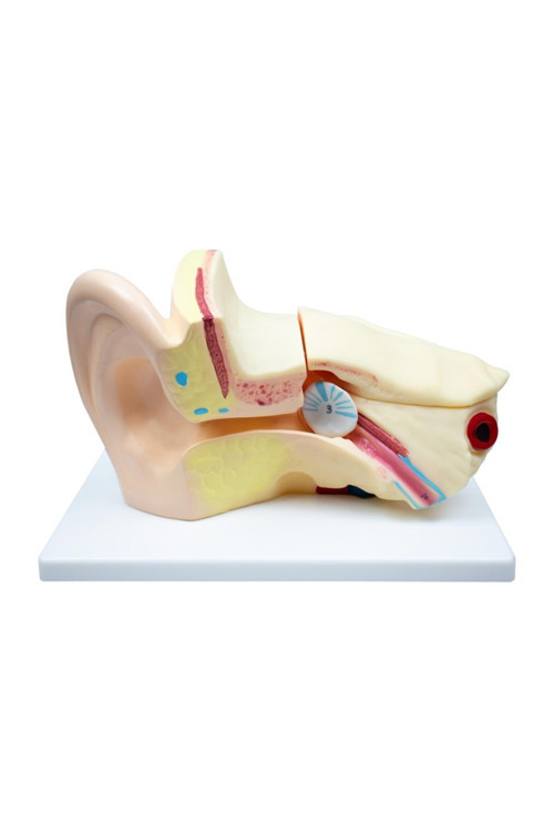 Kulak Anatomisi Modeli