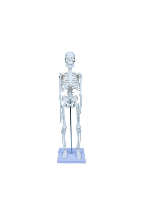 Iskelet Sistemi Modeli 45 Cm