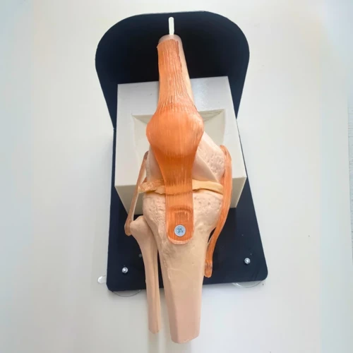 Menisküs Artroskopi Eğitim Seti - Diz Modeli - PraticMed