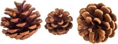 Kozalak Naturel 5cm 12li