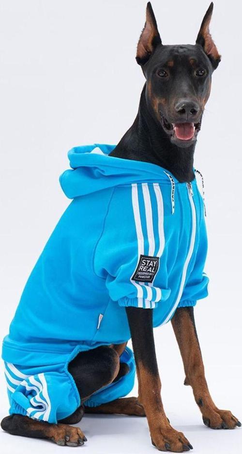 Turkuaz Tuta Orta Ve Büyük Irk Köpek Tulumu Köpek Kıyafeti 4XL