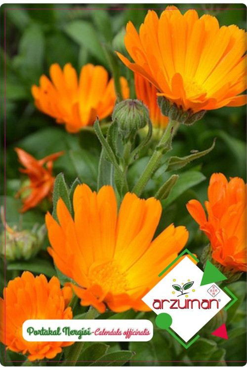 Portakal Nergisi - Aynı Sefa (calendula Officinalis) Çiçek Tohumu 30 Adet