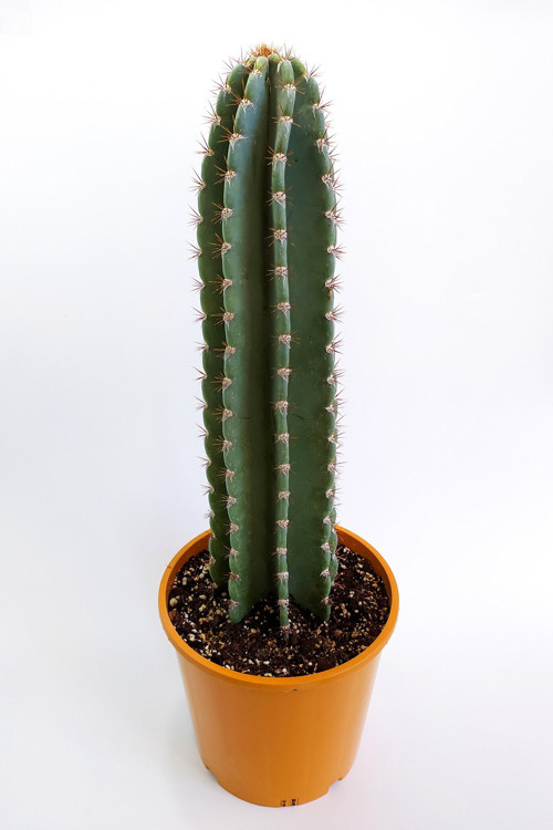 Tetragonus Peruvianus 20 cm Saksıda Nadide Tür Tekli Özel Kaktüs