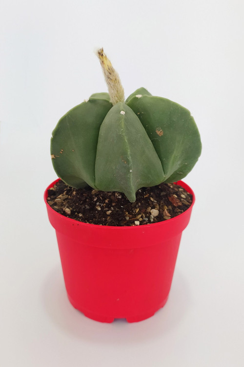 Astrophytum Myriostigma Quadricostatum Nudum Nadide Tür Tekli Özel Kaktüs Nadir 8.5 cm Kırmızı Saksı