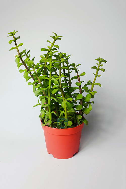 Fil Azığı (Portulacaria Afra) Para Çiçeği 8.5 Saksıda