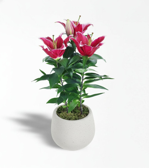 Beton Saksıda Pembe Lilyum Bitkisi