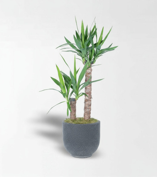 Kumlu Beton Saksıda 2'Li Yucca