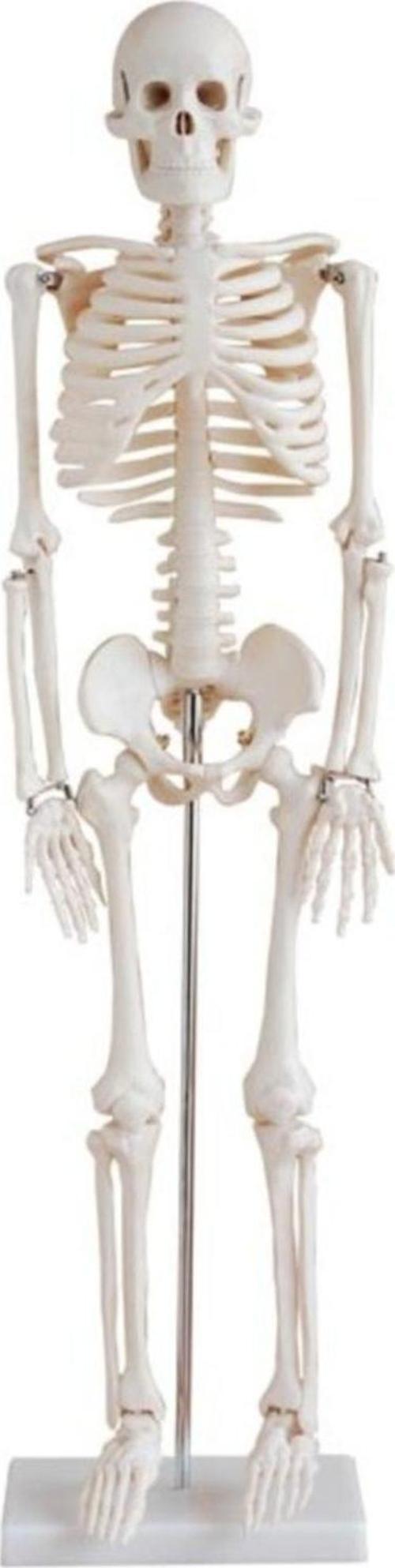 insan iskeleti modeli 45 cm
