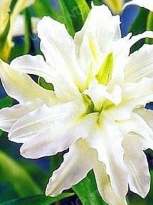 5 Adet Lilyum Zambak Çiçeği Soğanı Kokulu Beyaz
