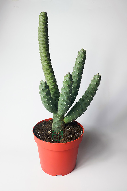 Tephrocactus Strobiliformis Koleksiyon Kaktüs 12 cm Saksıda