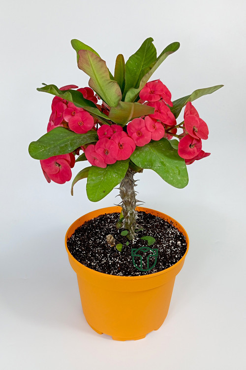 Euphorbia Milii (eforbia) büyük çiçekli dikenler tacı koyu pembe 30cm-40cm boy