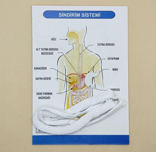 Sindirim Sistemi Modeli Deney Seti