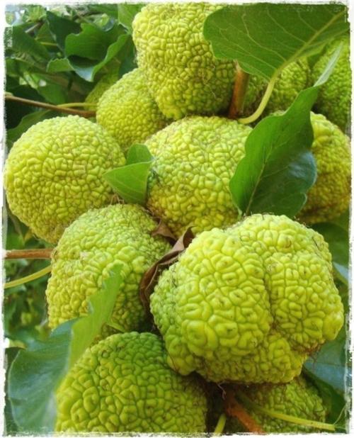 Maclura Pomifera Yalancı (Ayı) Portakalı Meyvesi / Yalancı Portakal 500 gr