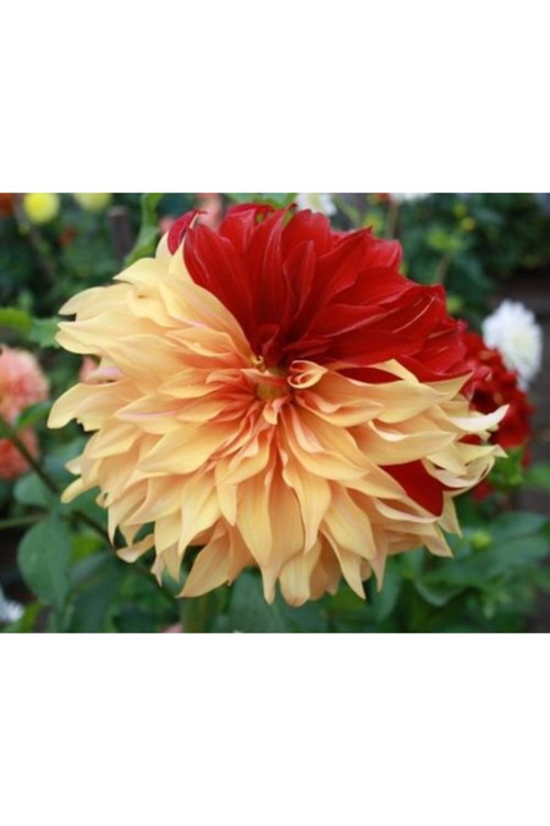 2 Adet Çift Renkli Yıldız Çiçeği Soğanı (Dahlia)
