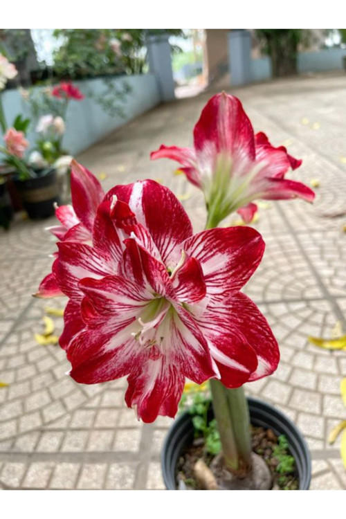 2 Adet Kırmızı-Beyaz Renkli Amaryllis Çiçek Soğanı