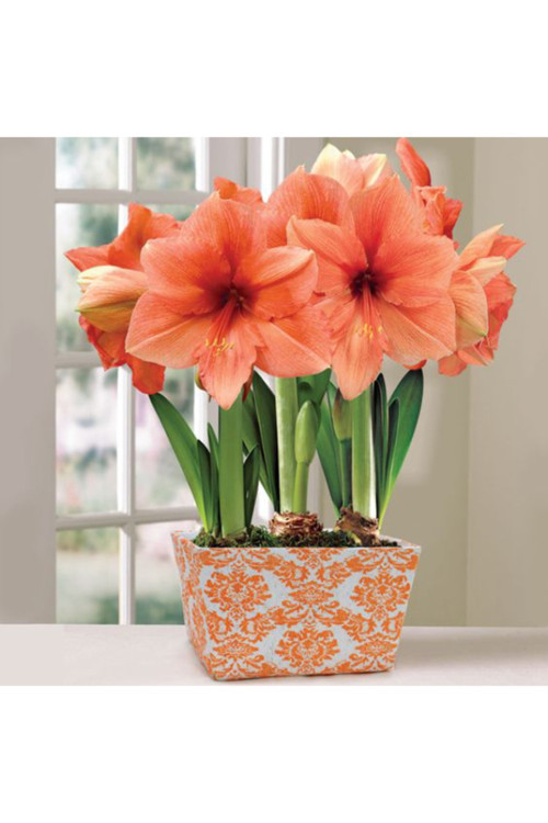 2 Adet Turuncu Renkli Amaryllis Çiçek Soğanı