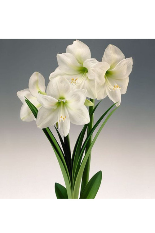 2 Adet Beyaz Renkli Amaryllis Çiçek Soğanı