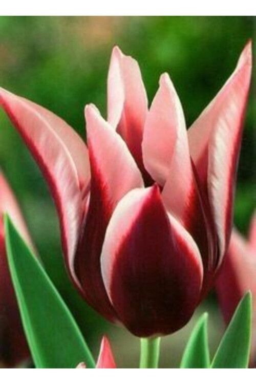 5 Adet Bordo Beyaz Renk Tulipa Clusiana Çiçek Soğanı