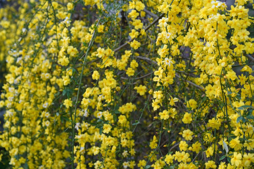 SARI YASEMİN FİDANI 10 ADET - ÇİÇEKLİ SARILICI BİTKİ (Jasminum Nudiflorum)