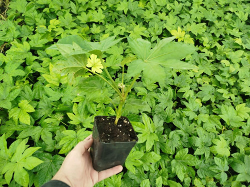 JAPON ÇINARI ARALYA FİDANI 5 ADET - Aralia Japonica Fatsia
