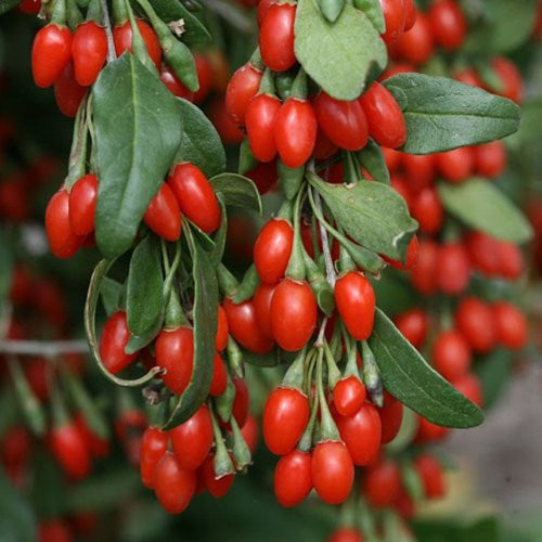 Fidan & Peyzaj - Gojiberry Fidanı (1 Yaş / Tüplü)