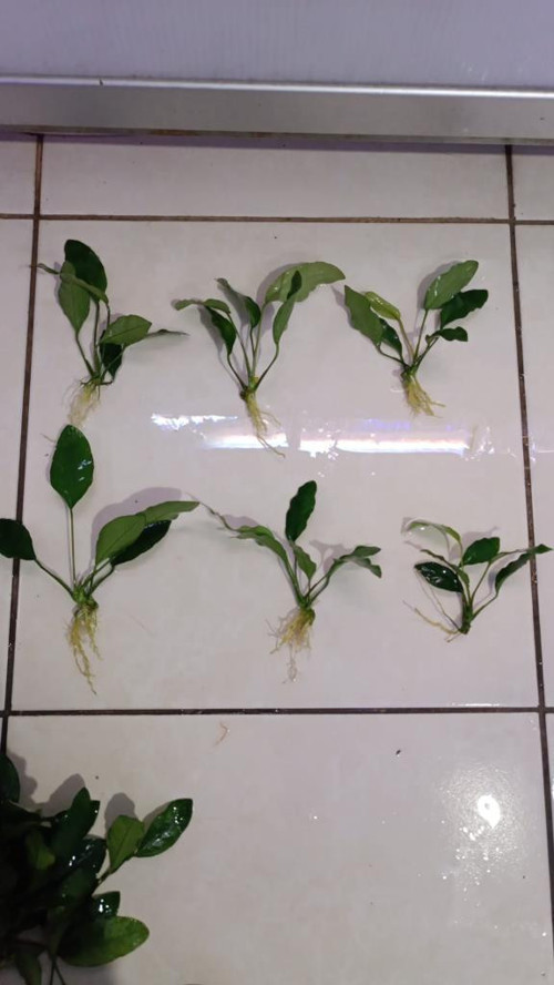 Canlı Bitki L015 Anubias barteri var barteri 4-5-6 Yaprak