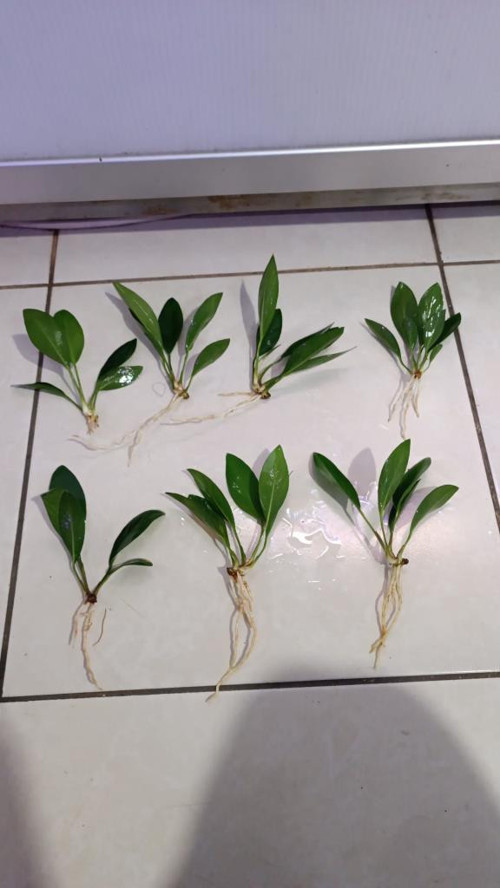 Canlı Bitki L279 Anubias congensis broad