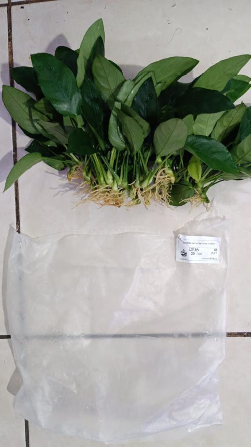 Canlı Bitki L019E Anubias barteri var Nana (Type E)