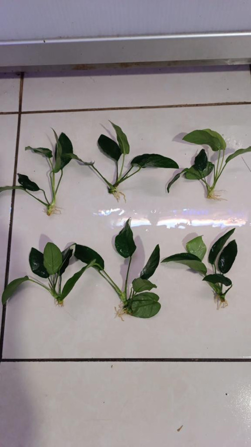 Canlı Bitki L019A Anubias barteri var nana (ovali s)