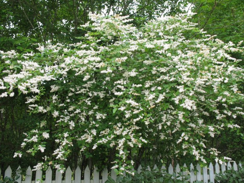 LİGUSTRUM SİNENSE 5 ADET 100-120 CM (ÇİÇEK AÇAN ÇİT BİTKİSİ)
