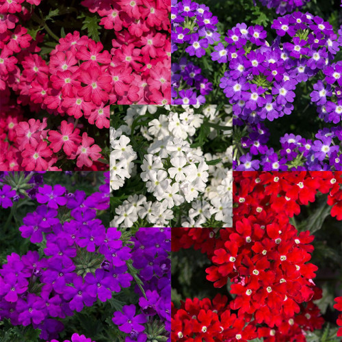 Mine Çiçeği 3 Adet Saksılı - Verbena Yer Minesi
