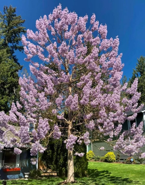 Pavlonya Fidanı / Çin Kavağı (Paulownia Tomentosa)