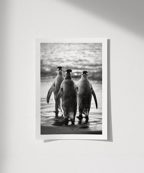 Çerçevesiz Poster Penguen Kardeşliğ,
