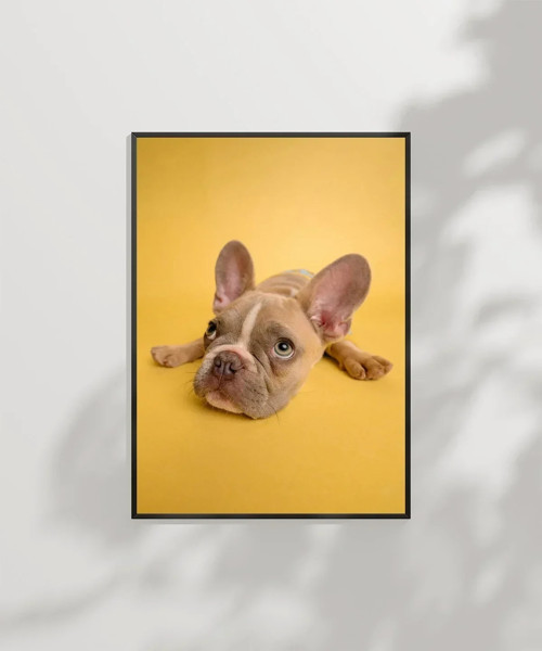 Sarı Zemin Üzerinde Sevimli Köpek Poster