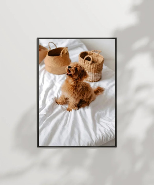Yatak Üstünde Yatan Köpek Poster