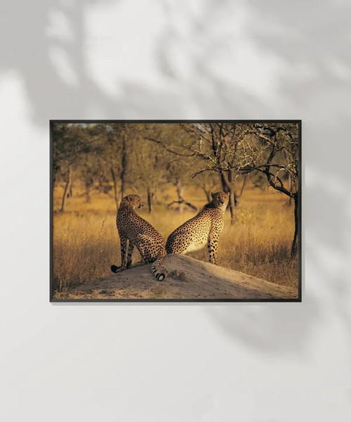 Çift Yırtıcı Kuşlar Poster