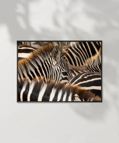 Zebra Deseni Poster