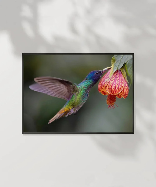1. Nektar İçindeki Hummingbird Poster