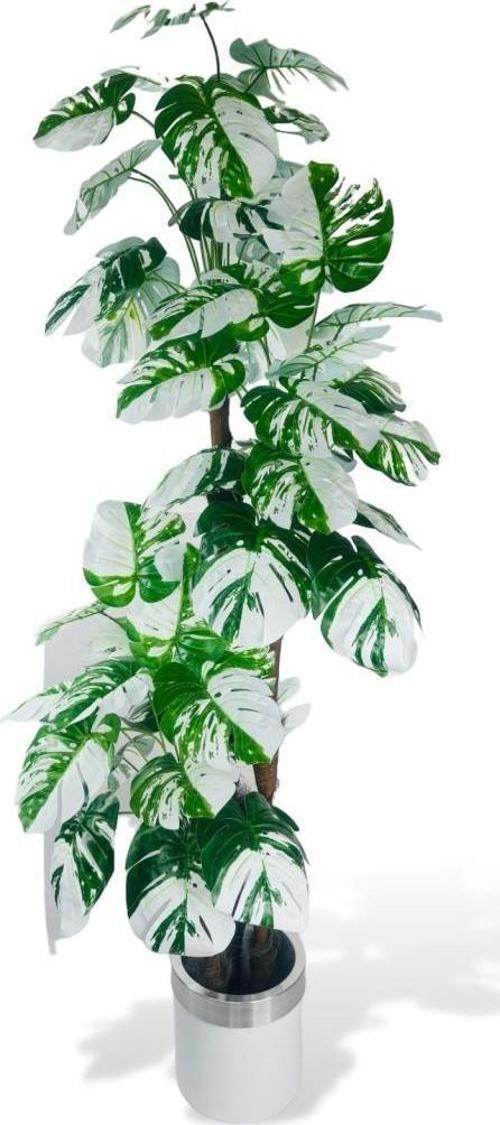Yapay Çiçek Monstera Yeşil Beyaz Deve Tabanı 3Katlı 180 cm 54Yaprak Gümüş Kemerli Beyaz Metal Saksı
