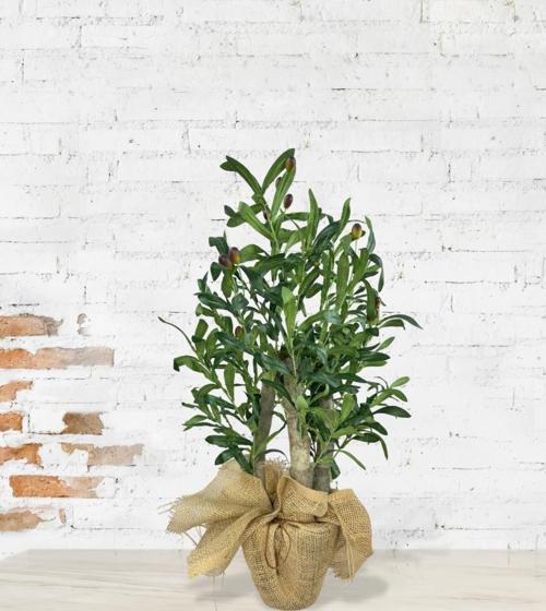 Yapay Çiçek Zeytin Ağacı 3 Gövdeli Plastik Siyah Saksıda 60 cm Yapay Ağaç