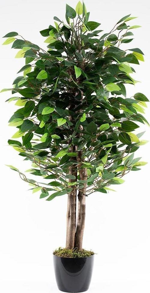 Yapay Ağaç Benjamin Yeşil 2 Gövdeli 110*70cm Siyah Plastik Saksılı