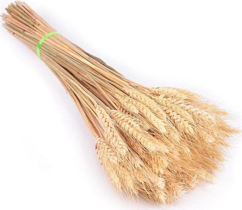 Kuru Çiçek Doğal Başak Buğday Başağı 1. Kalite Şoklanmış Bozulmaz