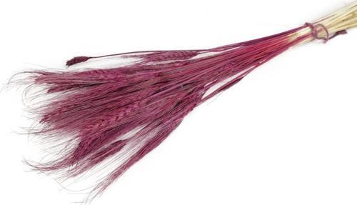 Kuru Çiçek Doğal Bordo Başak 35gram 1. Kalite Şoklanmış Bozulmaz