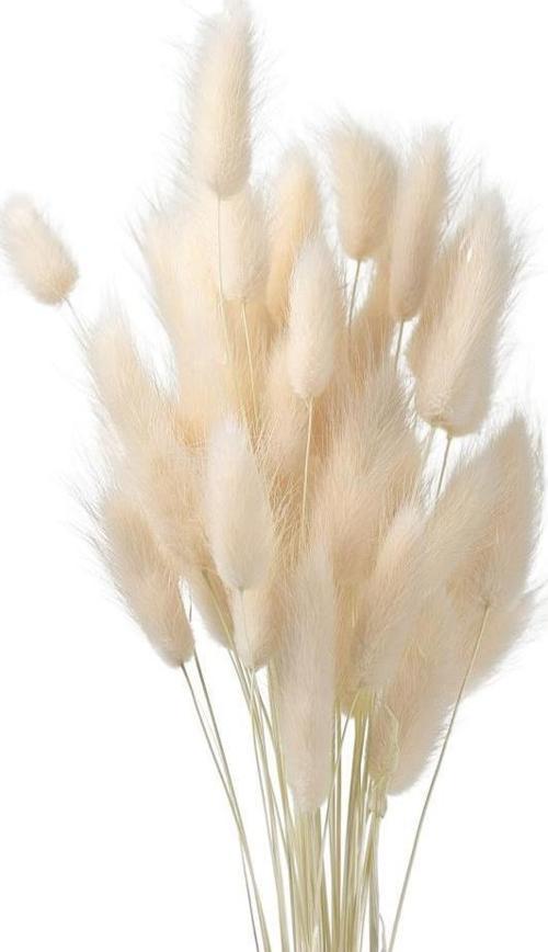 Kuru Çiçek Doğal Krem Natural Pamuk Otu 20gram 1. Kalite Şoklanmış Bozulmaz